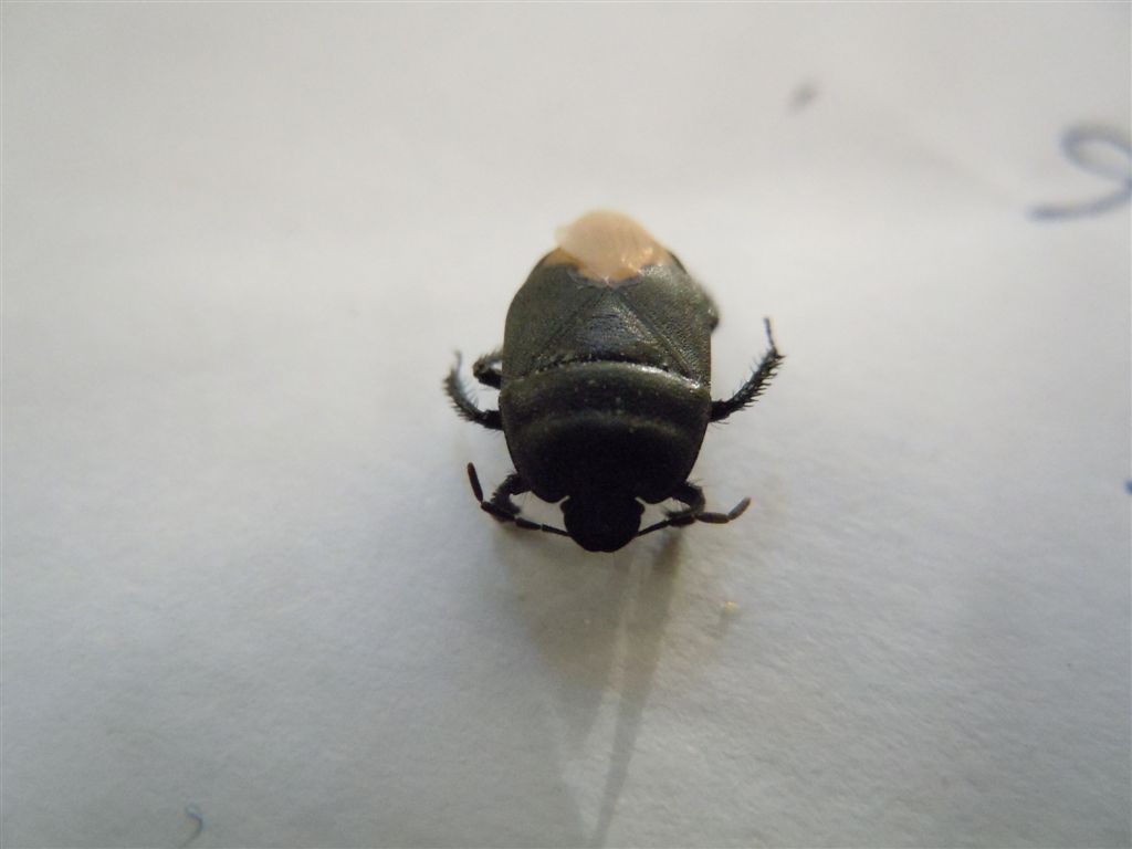 Cydnus aterrimus? S